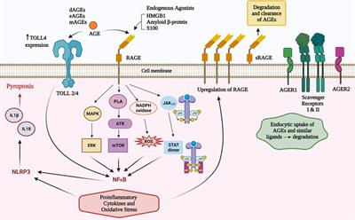 Do advanced glycation end products contribute to food allergy?